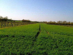 Brenne's barley fields